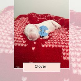 Clover - Parti male Goldendoodle puppy in Las Vegas, Nevada from Bridges Goldendoodles