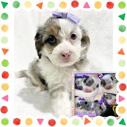 Jellybean - Blue merle female Aussiedoodle puppy in Houston, Texas from Jomelkin Furry Pals