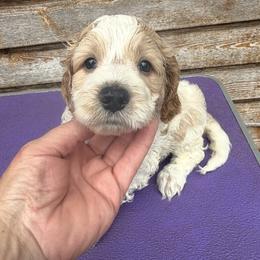 Remi - Red roan male Cockapoo puppy in Connersville, Indiana from MoonShine Babies