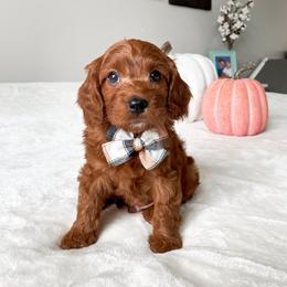 Cavapoo Puppies from Wonderful World Doodles
