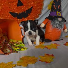 Alex - Black brindle and white male Boston Terrier puppy in London, Kentucky from Puppy Love