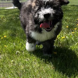 Aussiedoodle Puppies from Soap Creek Kennels