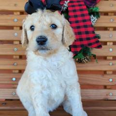 Dachshunds and Goldendoodles from C5 Doodles