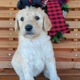 Dachshunds and Goldendoodles from C5 Doodles