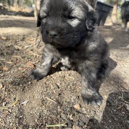Aussiedoodle and Sarplaninac Puppies from Pesky Redneck Mini Ranch