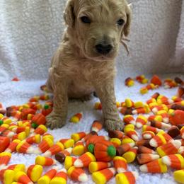 Ghost 1,605 AKC Standard Poodle - Cream male Poodle puppy in Conway, Arkansas from Arkansas River Poodles