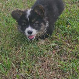 Hank - Black and tan male Pembroke Welsh Corgi puppy in Orrtanna, Pennsylvania from Mountain Top Shepherd's