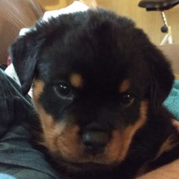 Rottweiler Puppies from Gateway Rottweilers