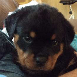 Rottweiler Puppies from Gateway Rottweilers