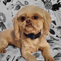 Kyra - Shih Tzu