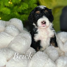 Brick - Tri-color male Bernedoodle puppy in West Jordan, Utah from Doodles Friend