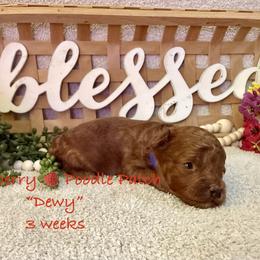 Dewy - Red  male Poodle puppy in Boyes, Montana from Strawberry Poodle Patch