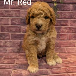 Mr Red - Apricot male Goldendoodle puppy in Lebanon, Pennsylvania from Robertson's Retrievers and Doodles