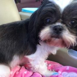 Shih Tzus from Annie’s Little Rascals