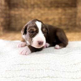 Bingo - Red tri-color female Australian Shepherd puppy in Unionville, Iowa from Soap Creek Kennels