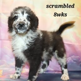 Scrambled - Miniature American Shepherd puppy from Atomic Minis