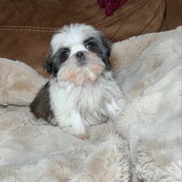 Raven - Tricolor female Shih Tzu puppy in Fresno, California from Jas’ ClassnSass