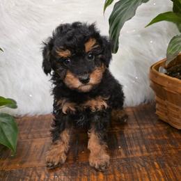 Lynx - Phantom male Poodle puppy in St George, Utah from Ember Hills Poodles