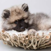 Keeshond Puppies from Peregrine Keeshond