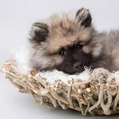 Keeshond Puppies from Peregrine Keeshond