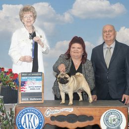 Frankie - Pug