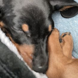 Dachshund Puppies from Wee-Lil Miniature Dachshunds
