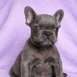 Sky - Blue female French Bulldog puppy in Maplewood, New Jersey from Poos&Bulls Keepsake