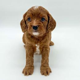 Cavapoo puppies from Regal Cavaliers