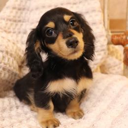 Belle - Black and tan female Dachshund puppy in Nolensville, Tennessee from Boothe’s Dachshunds