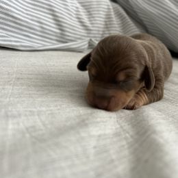 Boy 4 - Chocolate and tan male Dachshund puppy in Baldwin Park, California from 626 Dachshund