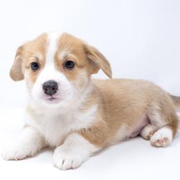 Maine - Red male Pembroke Welsh Corgi puppy in Los Angeles, California from Limitless Huskies