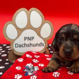 Angelica - Dapple female Dachshund puppy in Ben Wheeler, Texas from P&P Dachshunds