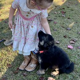 German Shepherd and Miniature American Shepherd Puppies from Bouchard’s Best Shepherds