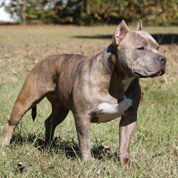 Diamond - American Bully