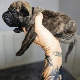 Perro de Presa Canario Puppies from PaPaws Gotta Love It Kennels