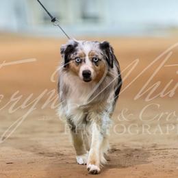 Double M's Lil Moody Blues - Blue merle female Miniature Australian Shepherd puppy in Joshua, Texas from Double M Toy and Mini Aussies