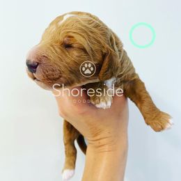 Girl 2 - Goldendoodle puppy in Morehead City, North Carolina from Shoreside Doodles