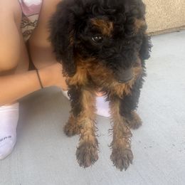 Bernedoodle Puppies from Doodle Dealers
