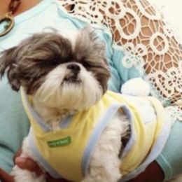 Shih Tzus from Happy Scout's Shih Tzu's