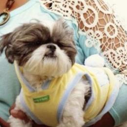 Shih Tzus from Happy Scout's Shih Tzu's