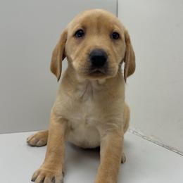 YELLOW FEMALE (yellow) - Yellow female Labrador Retriever puppy in Summit, South Carolina from Southern Pine Labradors