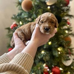Chestnut - Red  male Goldendoodle puppy in Indianapolis, Indiana from Indy Doodle Co.
