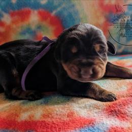 Purple Collar Female - Sapphire X Sage Litter - Black and rust female Doberman Pinscher puppy in Spencer, Indiana from Jackson's Dobermans
