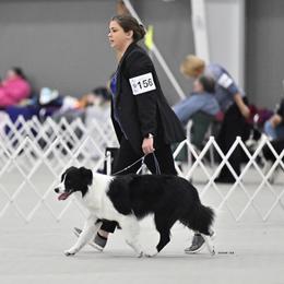 Border Collies from Reedy River Border Collies