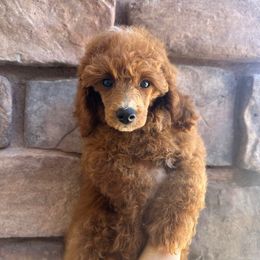 Par - Red  male Poodle puppy in Central, Arizona from Desert Valley Doodles