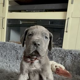 Spaghetti - Blue female Great Dane puppy in Sac City, Iowa from Northern Great Danes of Colorado & Iowa