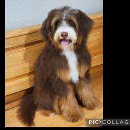 Toby - Bernedoodle