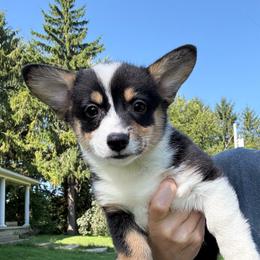French - Black and tan female Pembroke Welsh Corgi puppy in Arcanum, Ohio from Weissway Corgis