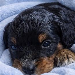 Ryker - Tri-color male Bernedoodle puppy in Milton, Florida from Sutton Place Doodles