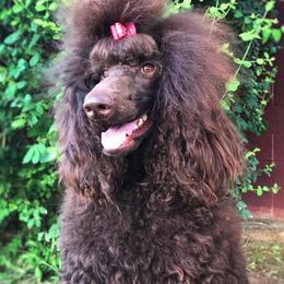 Ziva - Poodle